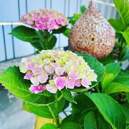 Naehe Saarbruecken Mit Grossem Garten Villa *