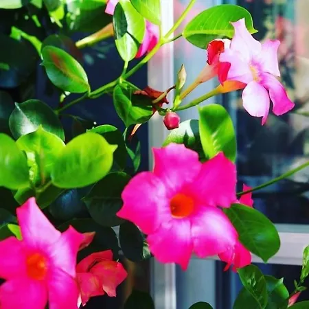 Naehe Saarbruecken Mit Grossem Garten